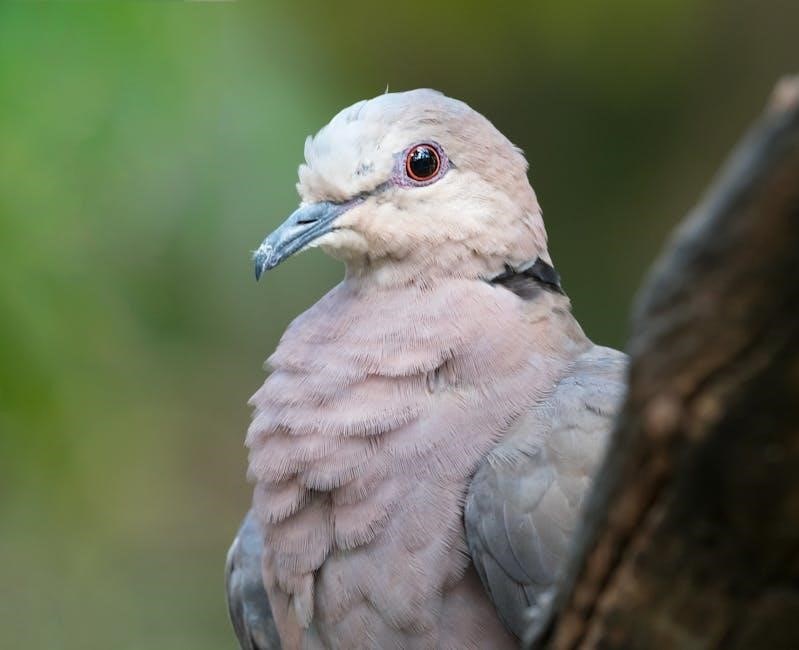 don’t let the pigeon stay up late pdf